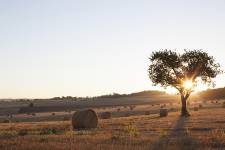 Christophe LORSCH - Bourgogne photo